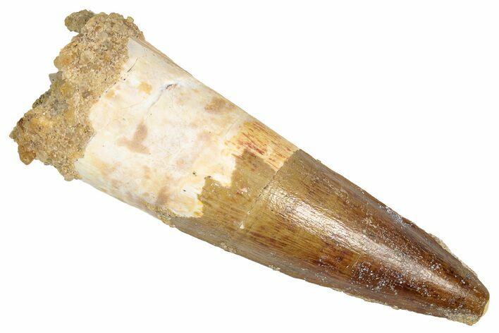 Fossil Spinosaurus Tooth - Real Dinosaur Tooth #348663